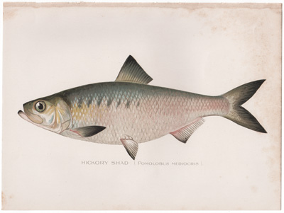 HICKORY SHAD